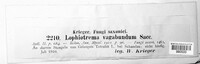 Lophiostoma vagabundum image